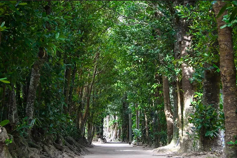 備瀬のフクギ並木